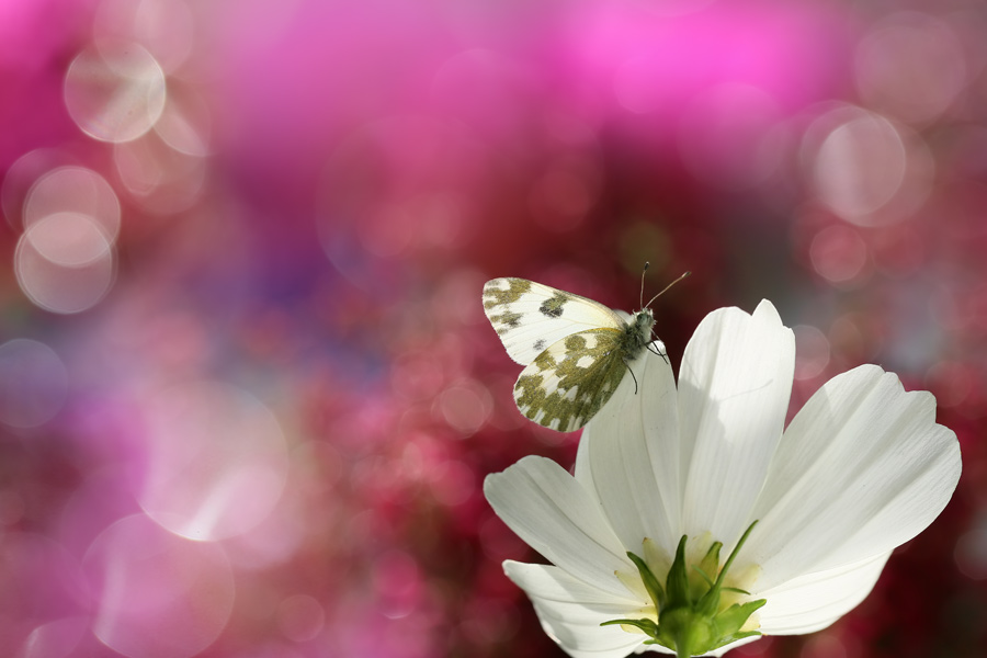 Ein schöner Schmetterling auf einer weißen Blume