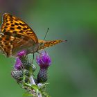 Ein schöner Schmetterling, der Kaisermantel / Bild 1