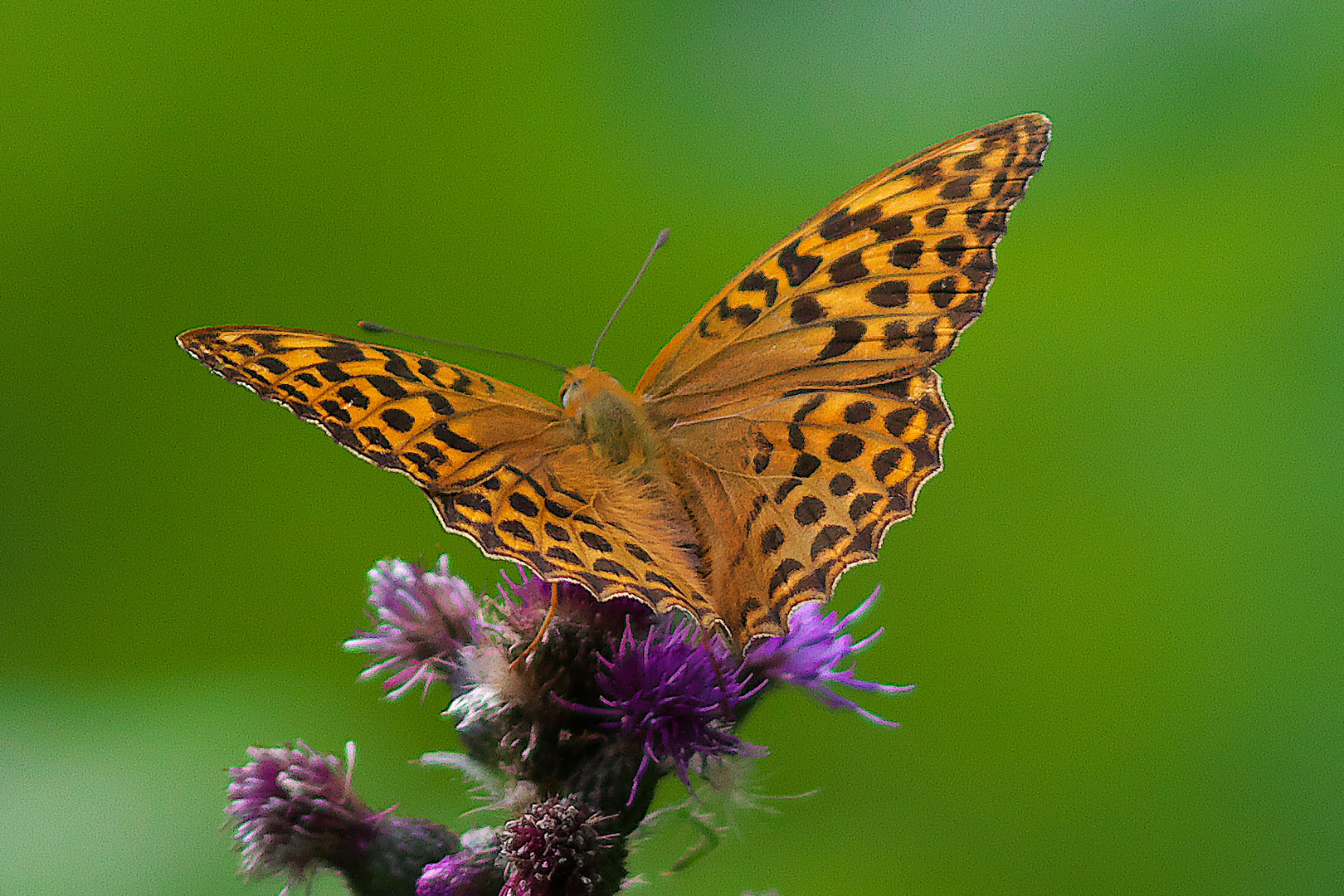 Ein schöner Schmetterling, der Kaisermantel / Bild 2