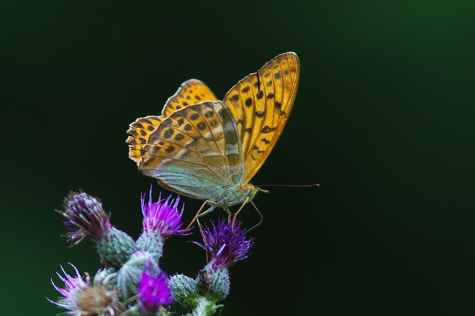 Ein schöner Schmetterling, der Kaisermantel / Bild 3