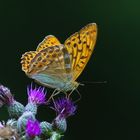 Ein schöner Schmetterling, der Kaisermantel / Bild 3