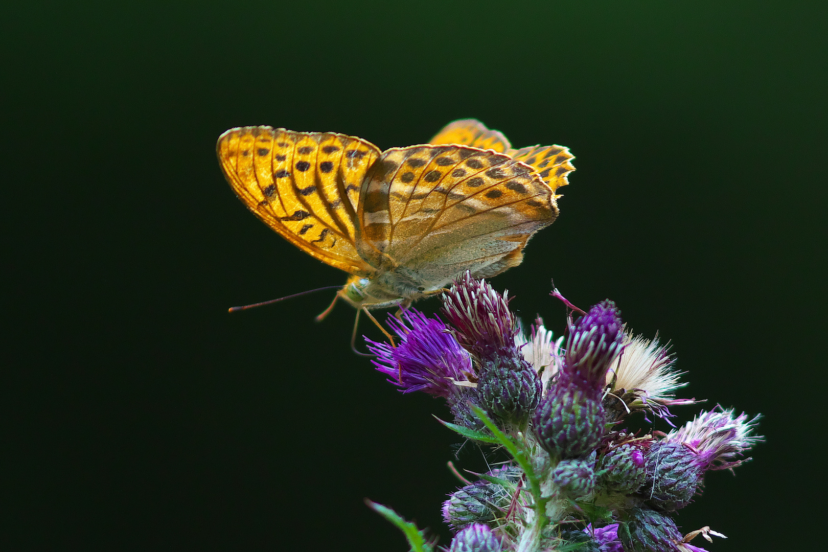 Ein schöner Schmetterling, der Kaisermantel / Bild 4