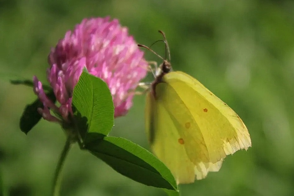 Ein schöner Schmetterling