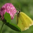 Ein schöner Schmetterling