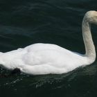 Ein schöner Schwan