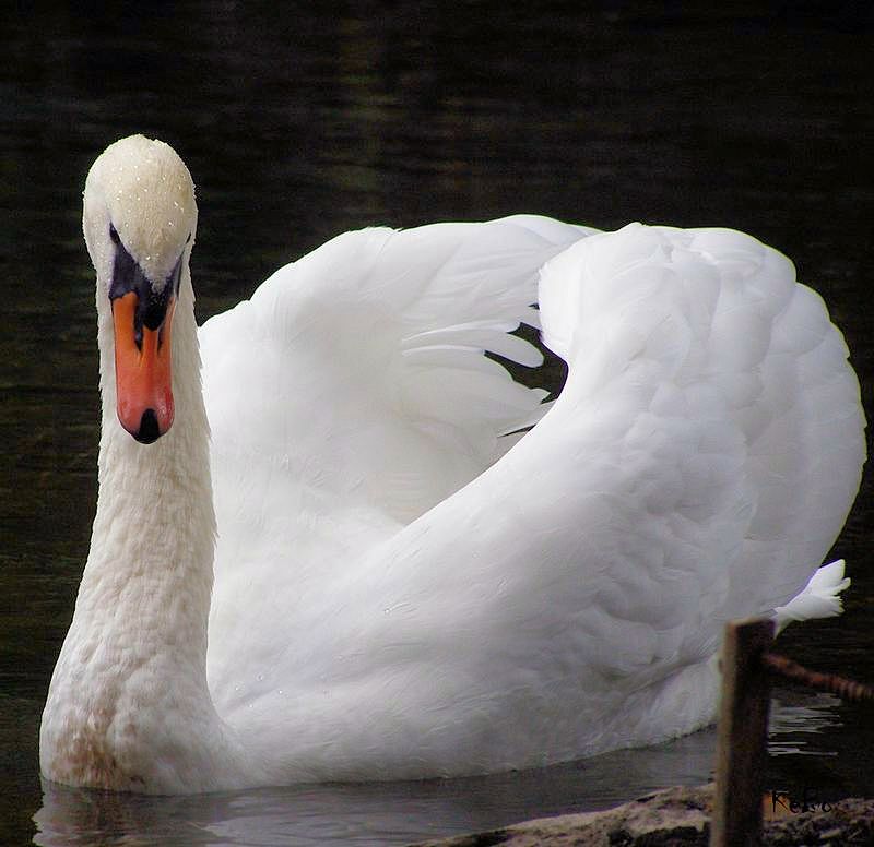 Ein schöner Schwan