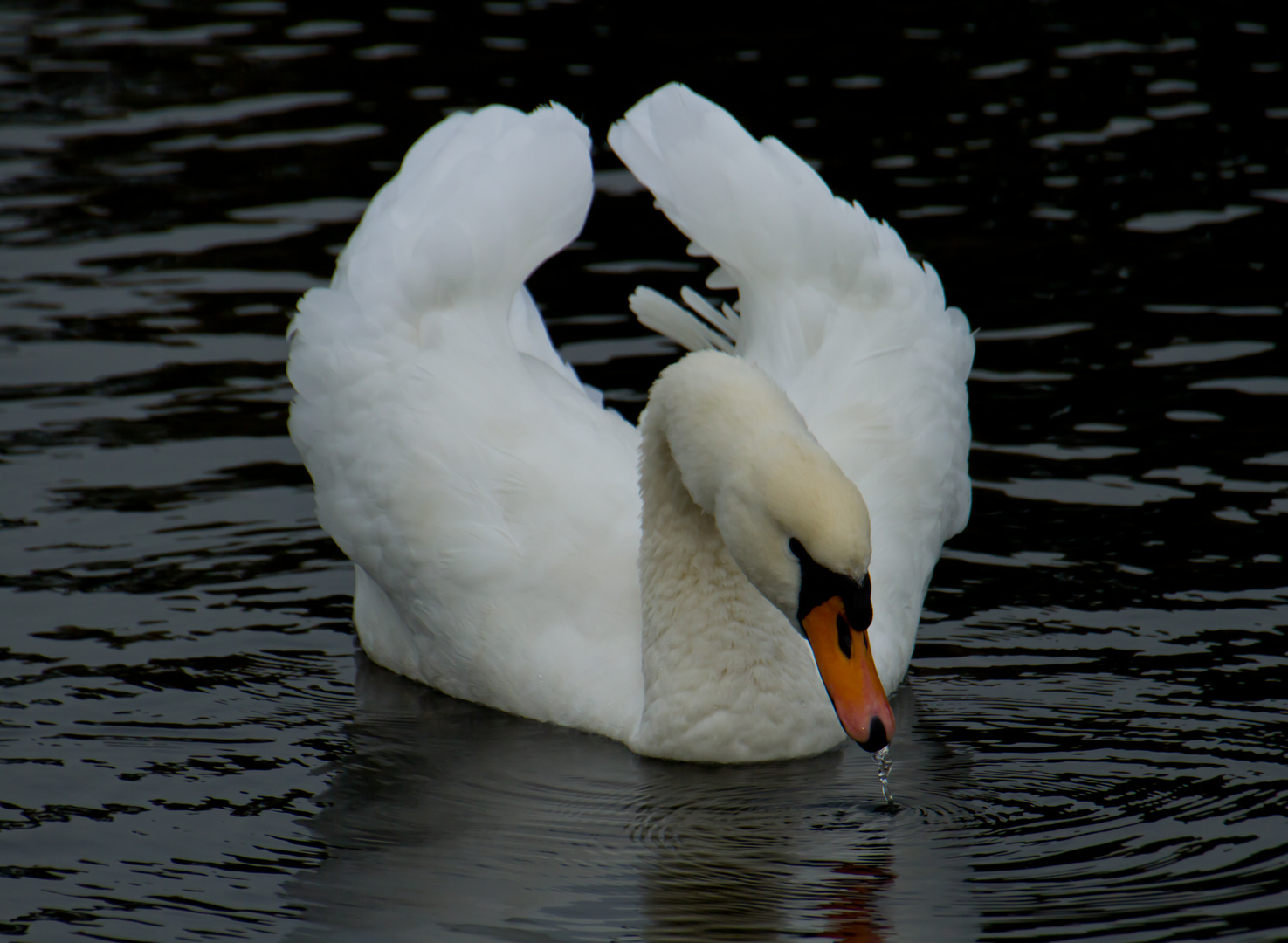 Ein schöner Schwan!!