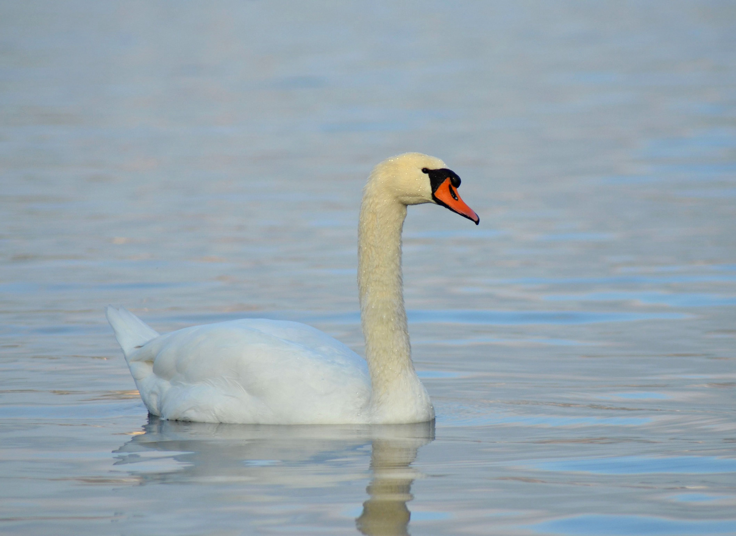 Ein schöner Schwan.....