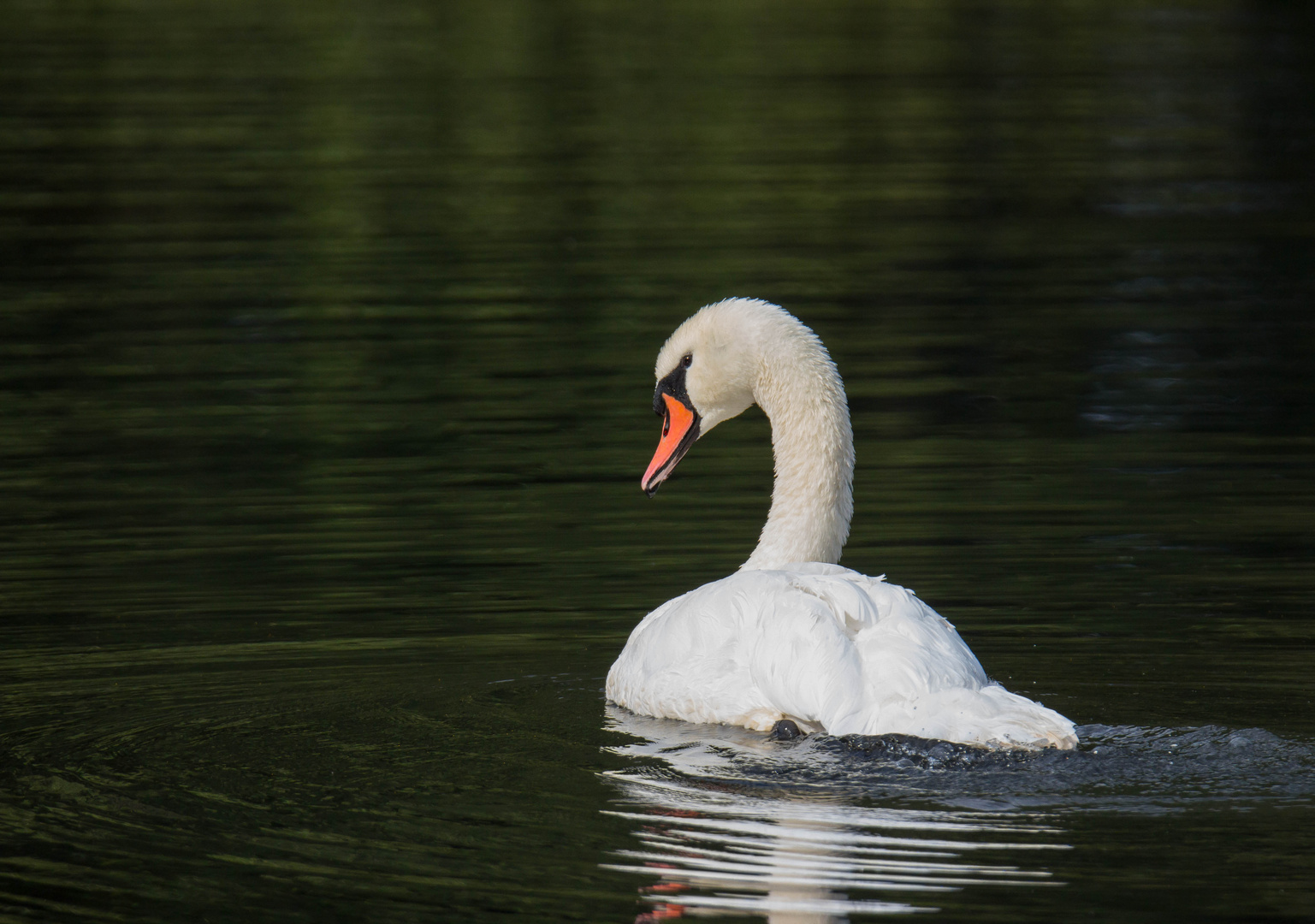 Ein schöner Schwan ...