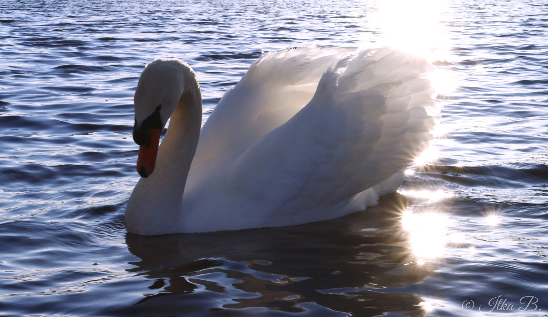 Ein schöner Schwan im Gegenlicht 