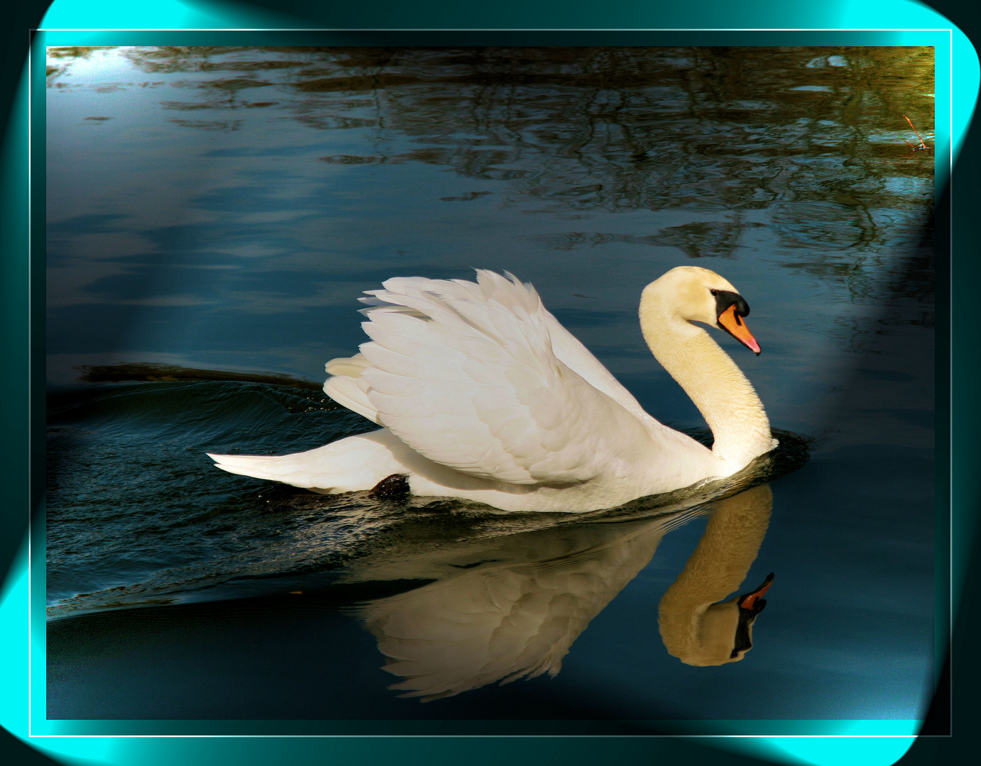 Ein schöner Schwan in einem besonderen Licht