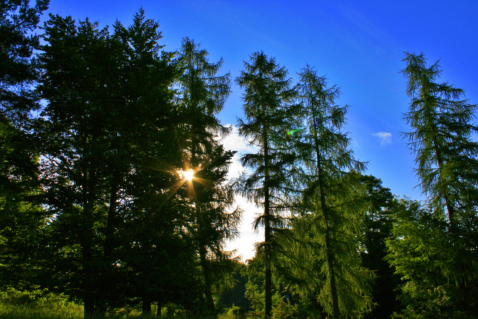 Ein schöner Sommermorgen beginnt