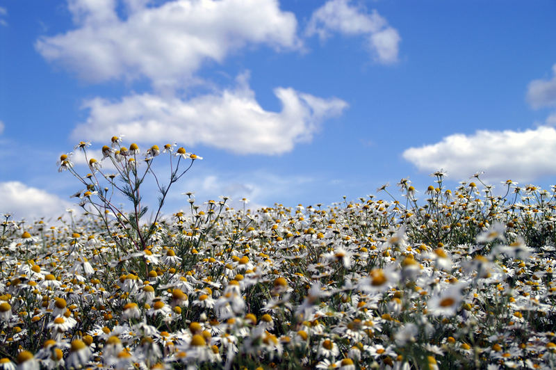 Ein schöner Sommermorgen