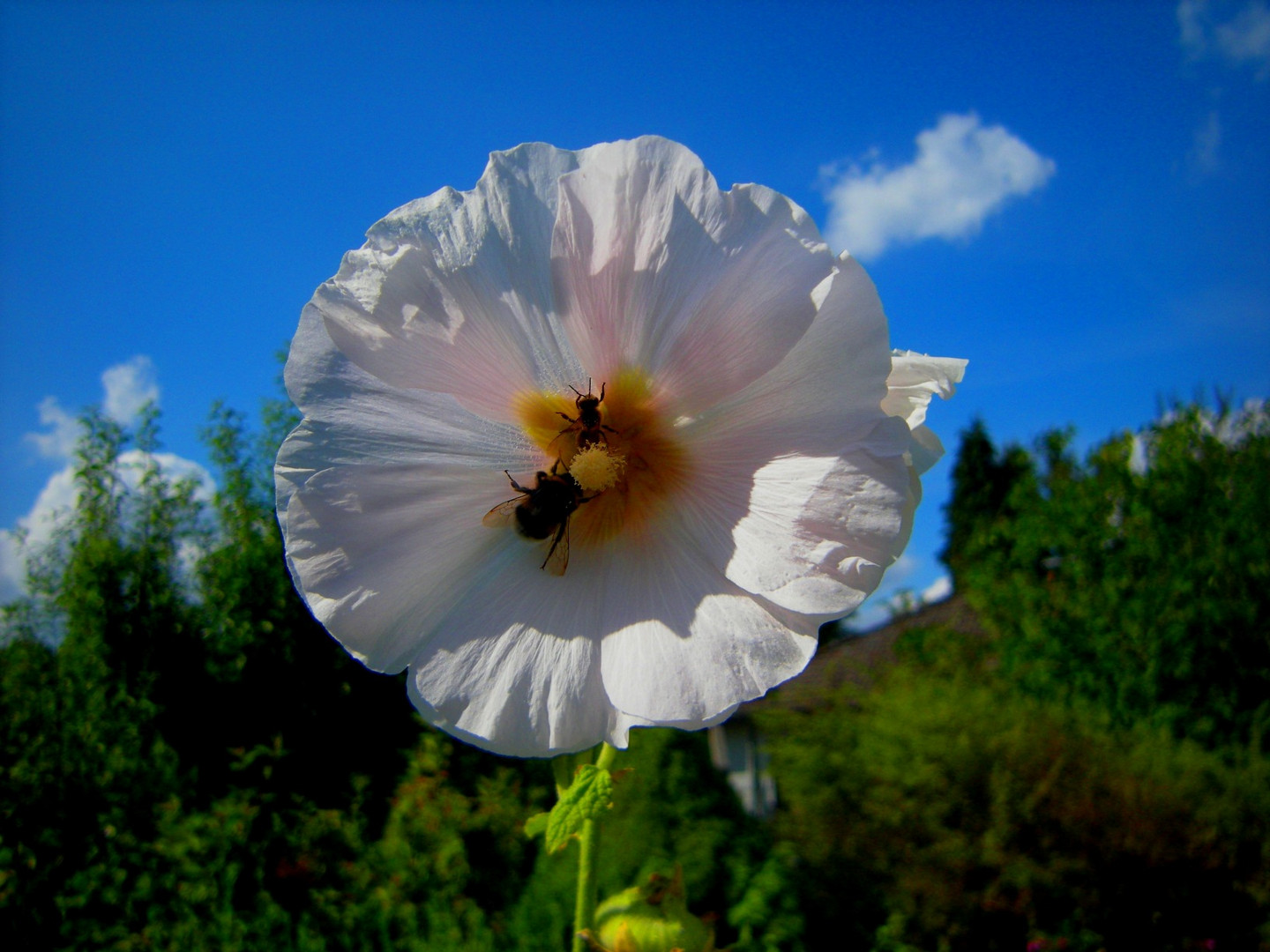 Ein schöner Sommertag : )