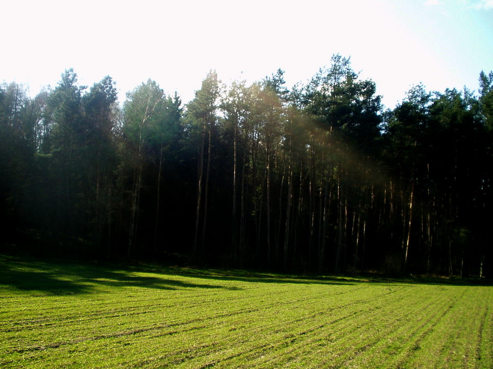 ein schöner sommertag//wald