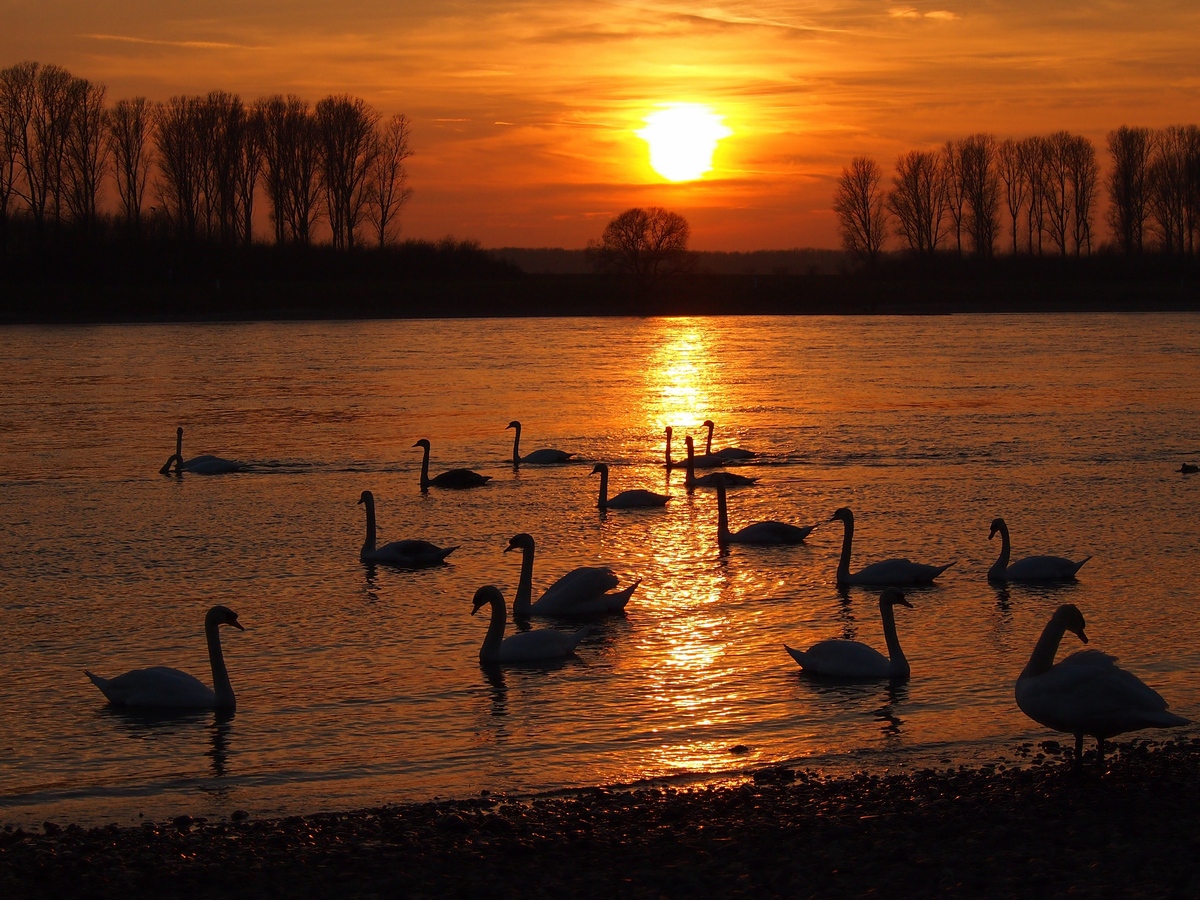 ein schöner Sonnenuntergang am Rhein im März