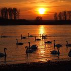 ein schöner Sonnenuntergang am Rhein im März