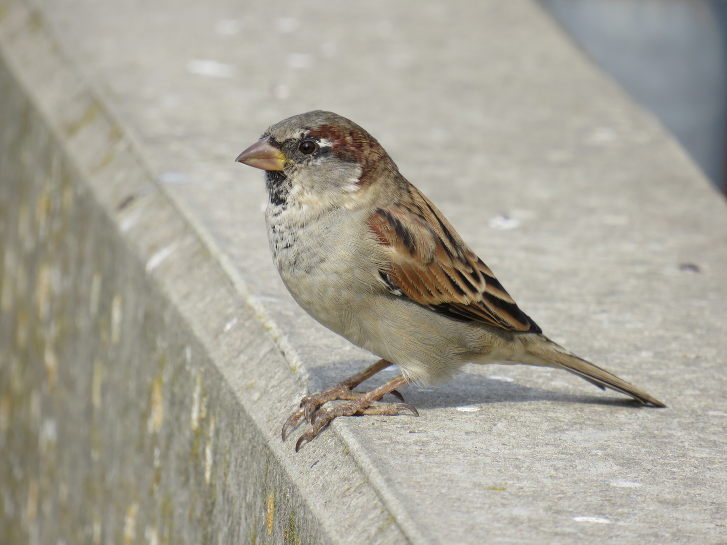 ein schöner Spatz