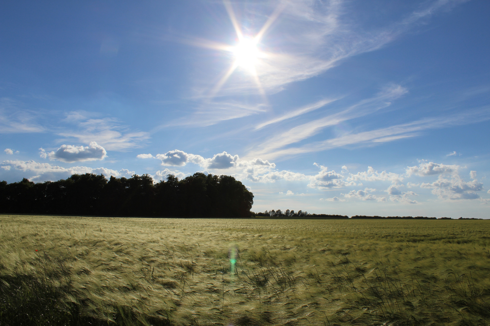 ein schöner Spaziergang am Feldrand