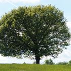 Ein schöner Spaziergang in der Eifel