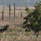 Ein schöner Tag im Moor