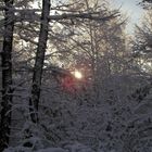 ein schöner Tag im Wald