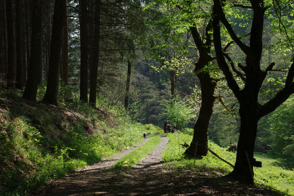 Ein schöner Tag im Wald