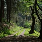 Ein schöner Tag im Wald