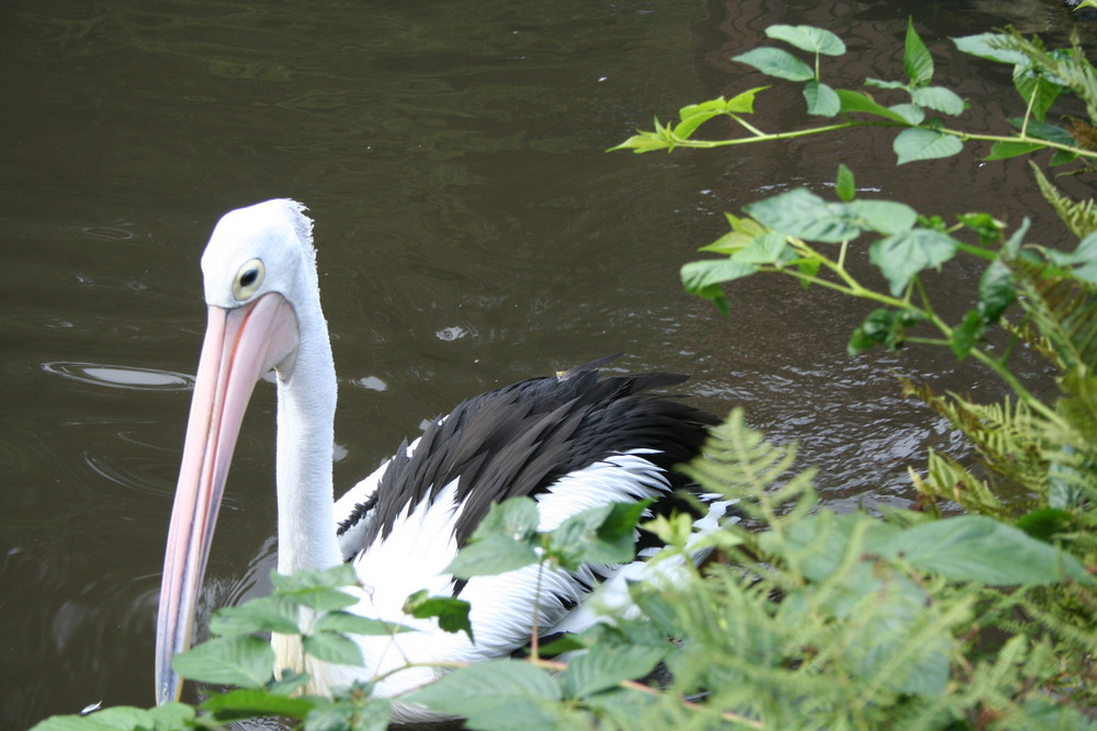 Ein schöner Tag im Walsroder Vogelpark