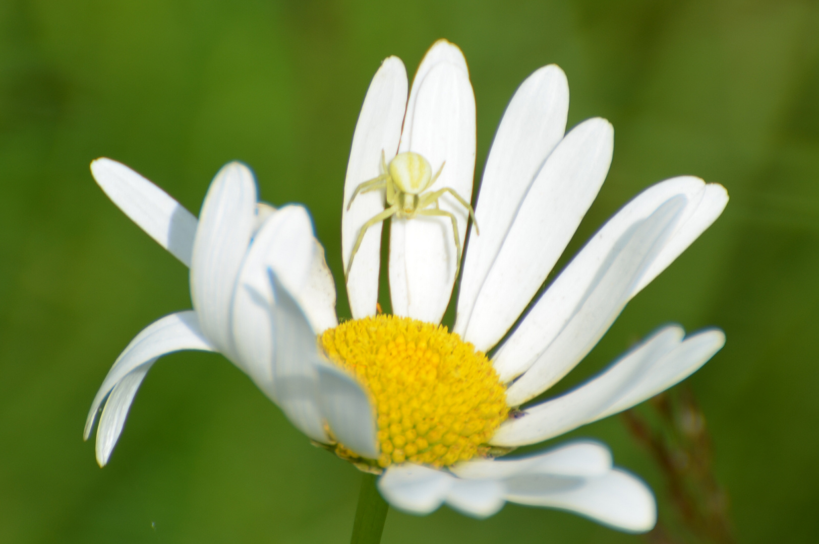 Ein schöner Tod in der Blüte