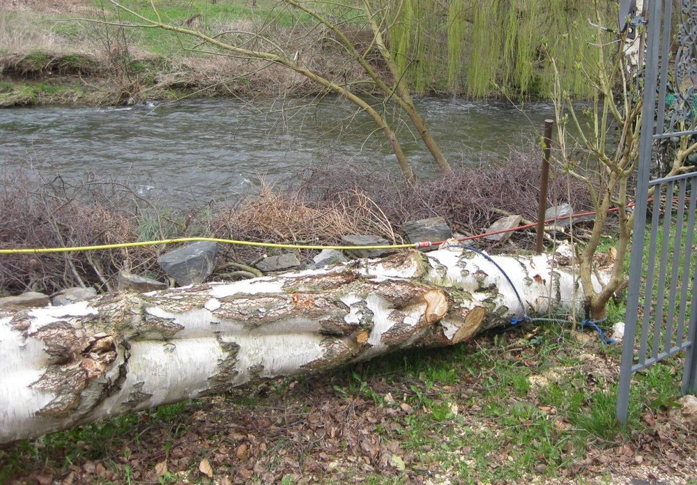 ein schöner und gesunder Baum muss weg