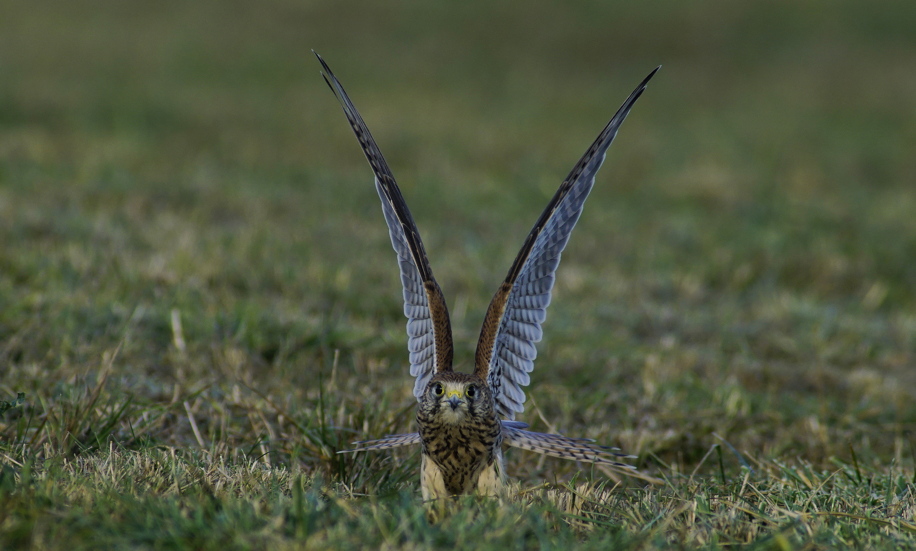 Ein schöner Vogel 2.