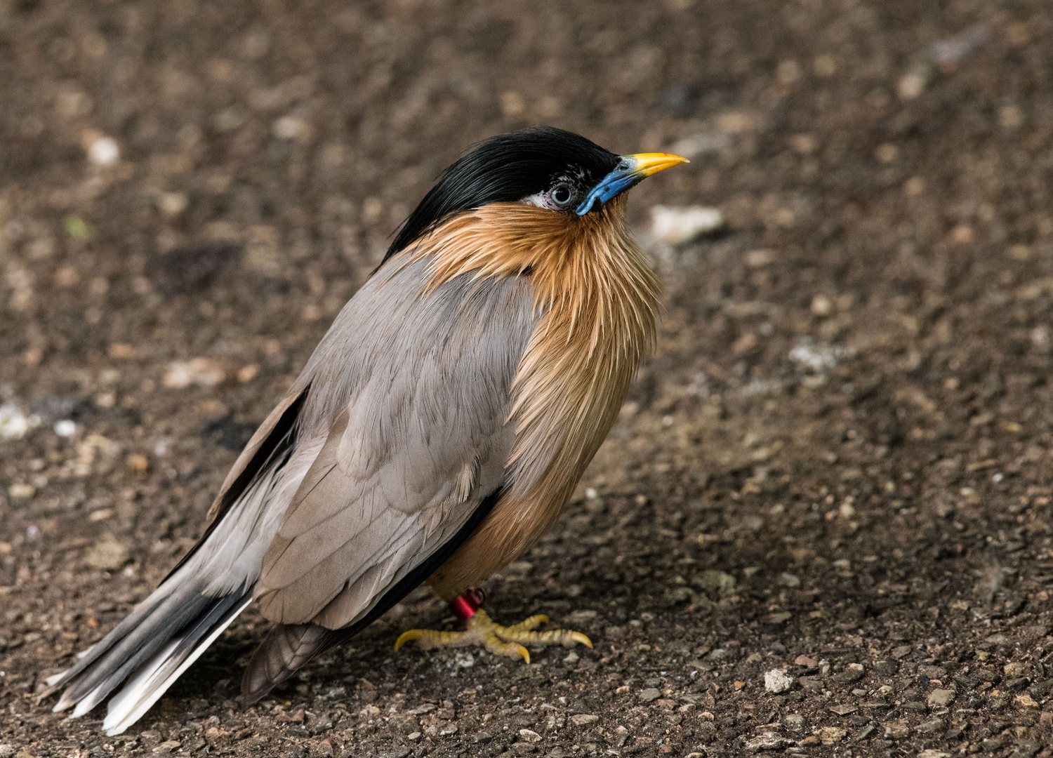 Ein schöner Vogel