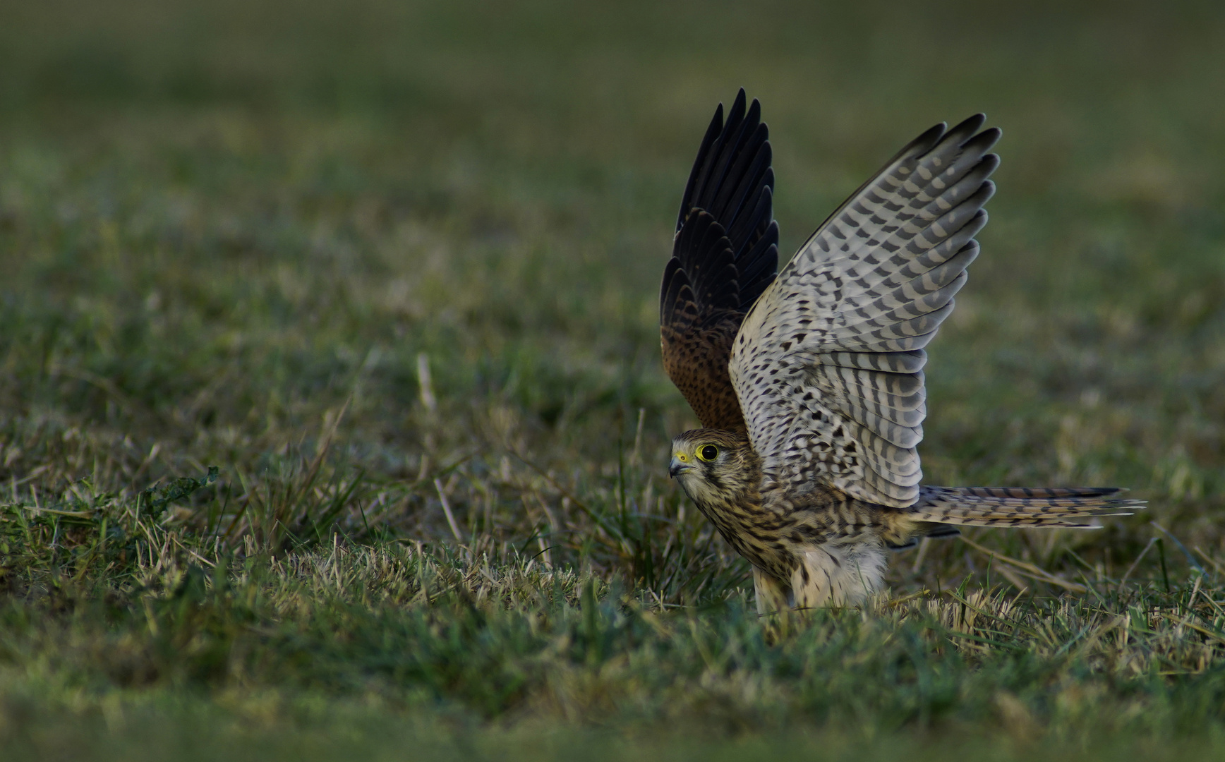 Ein schöner Vogel.