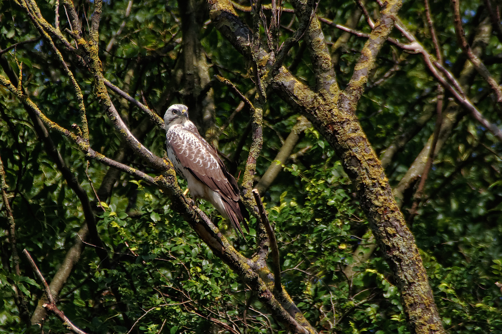 Ein schöner Vogel