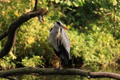 Ein schöner Vogel