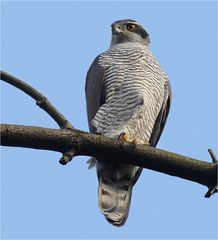 Ein schöner Vogel