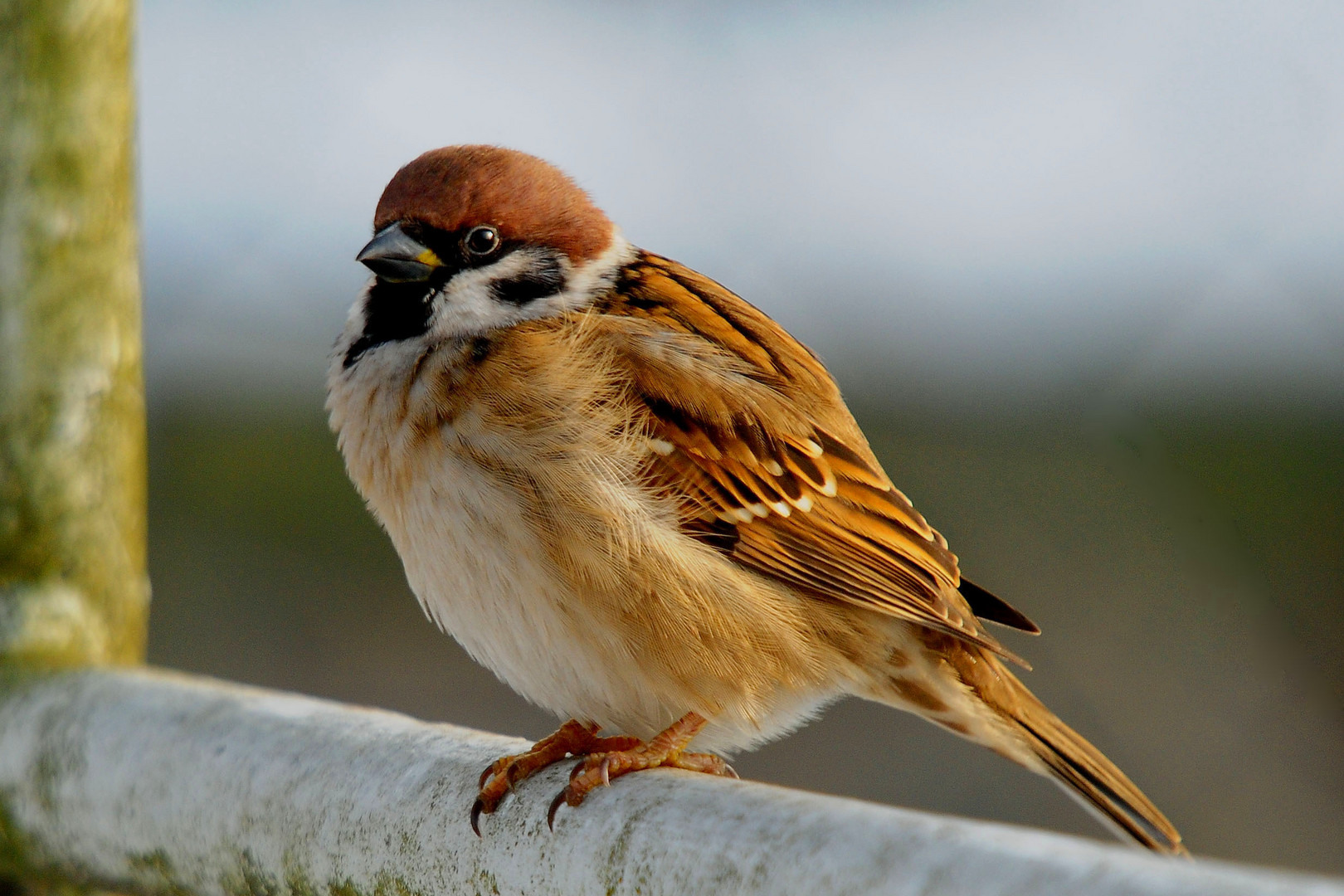 Ein schöner Vogel, der Feldsperling!