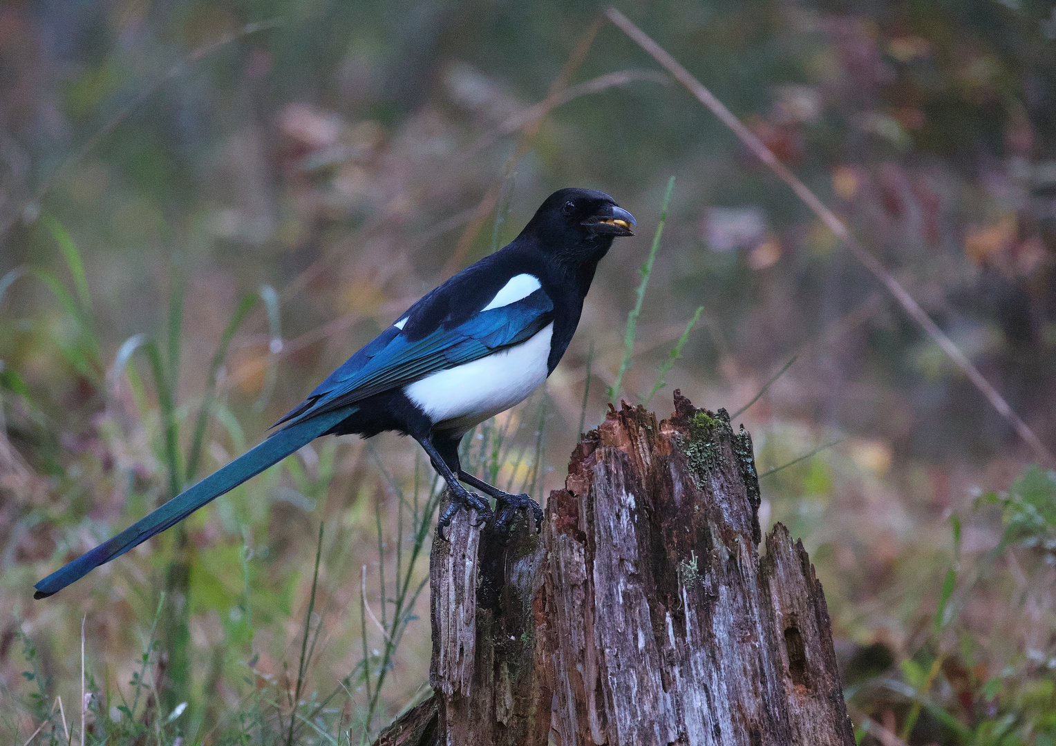 Ein schöner Vogel, die Elster !