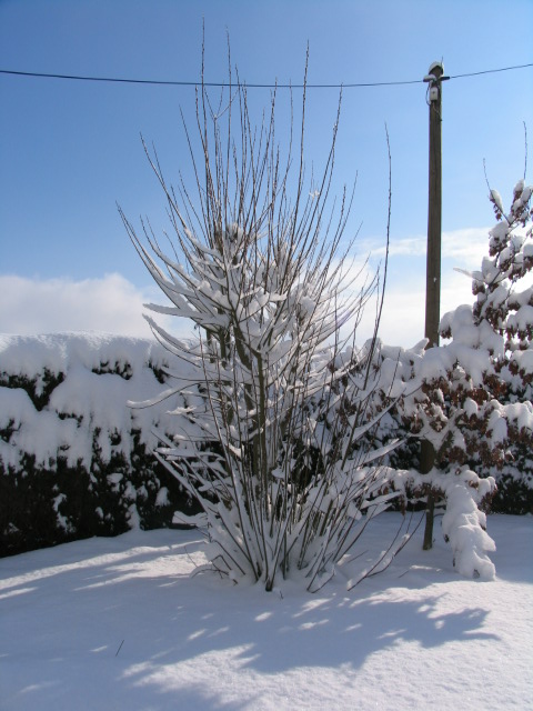 Ein schöner Winter