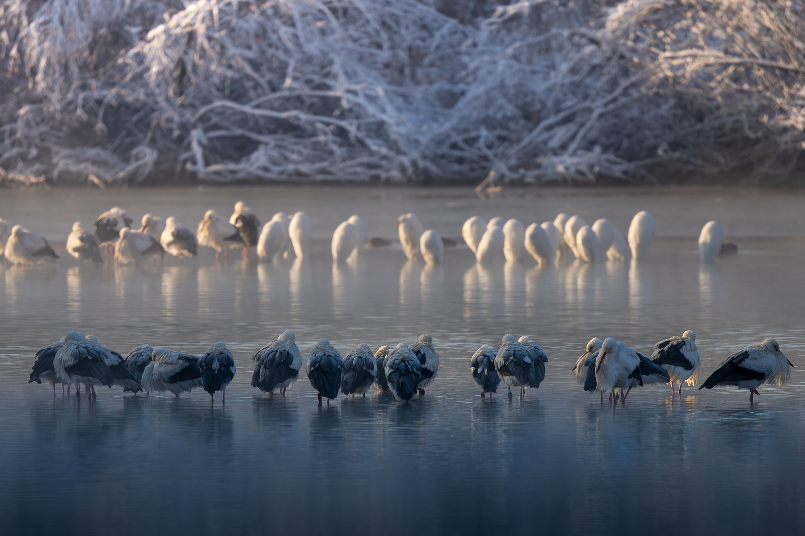 Ein schöner Wintermorgen in der Natur...