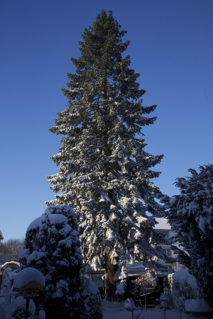 Ein schöner Wintertag