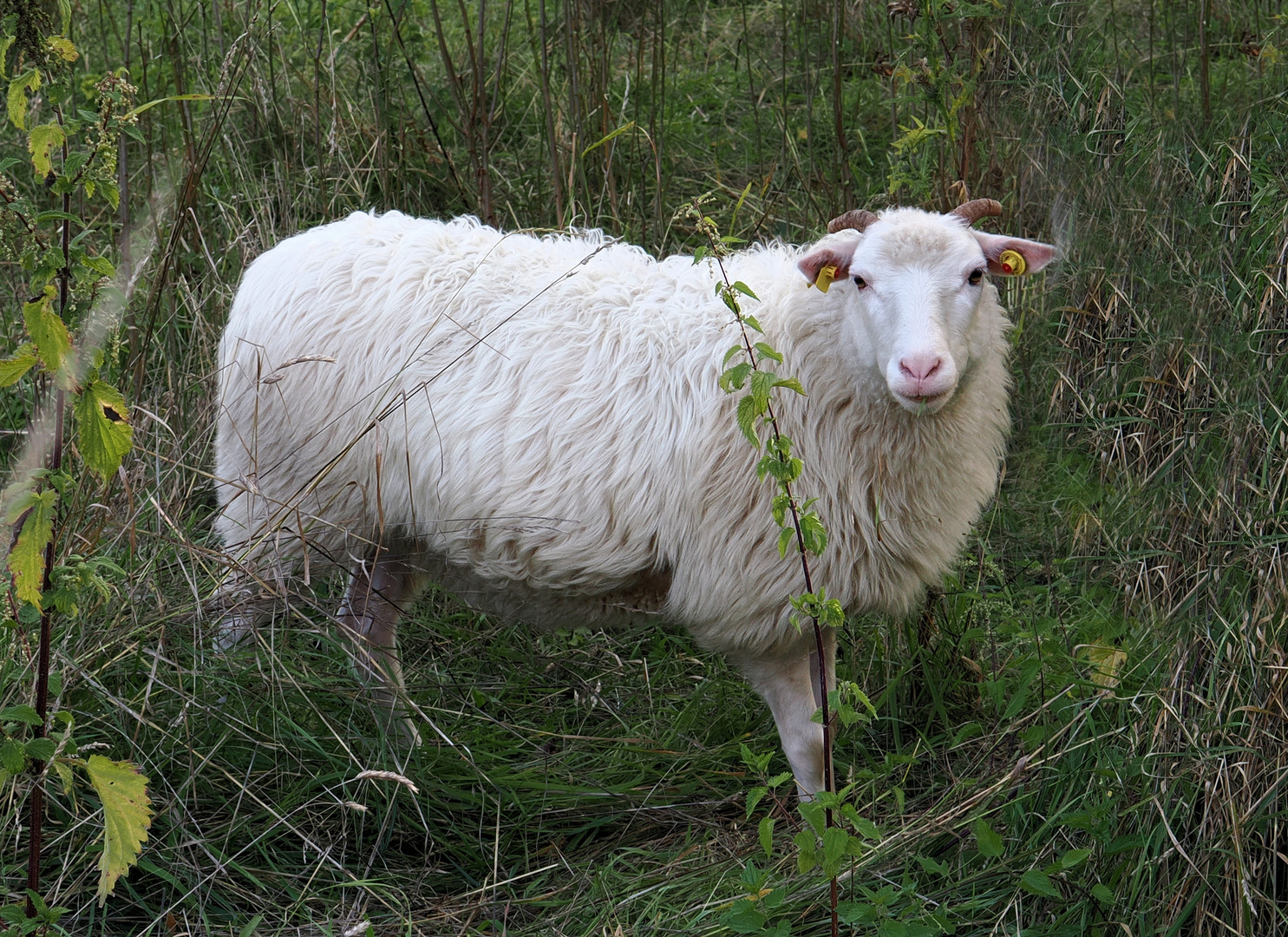 Ein schöner Wollträger ;) 