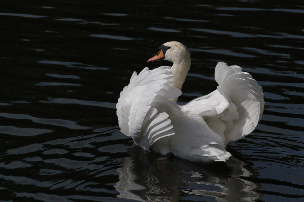 Ein schöner wütender Schwan