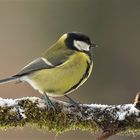 Ein schönes Bild vom Allerweltsvogel Kohlmeise