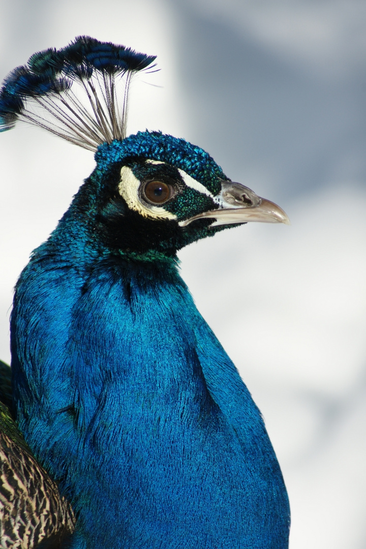 ein schönes BLAU