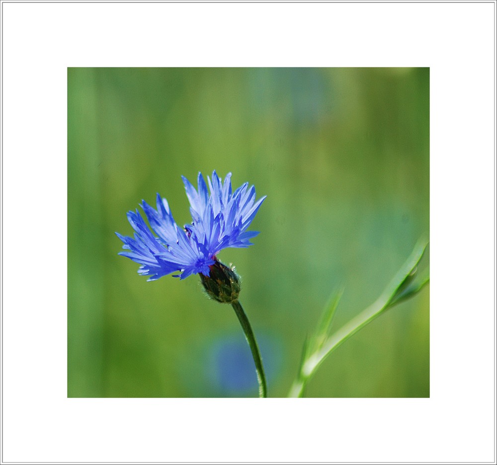 ein schönes Blau