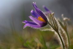 ... ein schönes Blümchen...