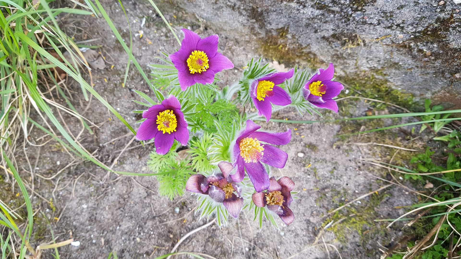 Ein schönes Blümeli - Pulsatilla vulgaris