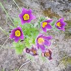 Ein schönes Blümeli - Pulsatilla vulgaris